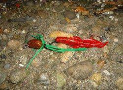 チニングでキビレを見事フッキング！！