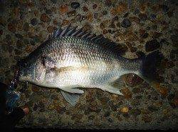 極寒チニング、辛抱の釣りですが釣れたら最高の引き味！