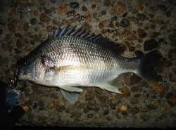 極寒チニング、辛抱の釣りですが釣れたら最高…