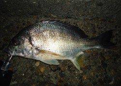 極寒チニング、辛抱の釣りですが釣れたら最高の引き味！