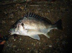 仕事帰りに極寒チヌゲーム、アタリ5回で2匹ゲット