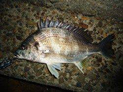 仕事帰りに極寒チヌゲーム、アタリ5回で2匹ゲット