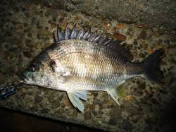 仕事帰りに極寒チヌゲーム、アタリ5回で2匹…