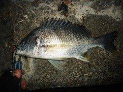 極寒チヌゲーム、アタリ3回1匹ゲット