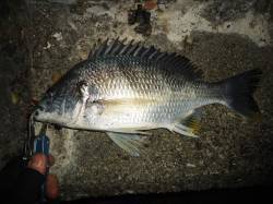 極寒チヌゲーム、アタリ3回1匹ゲット