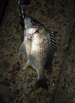 チヌの活性上向きの気配、水面にはマイクロベイトも