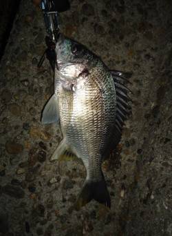 チヌの活性上向きの気配、水面にはマイクロベ…