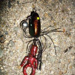 チヌの活性上向きの気配、水面にはマイクロベイトも