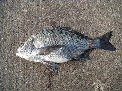 北港魚つり公園、43cmの良型のチヌ♪