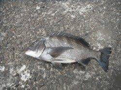 和歌山北港魚つり公園、46cmの良型チヌあがっています