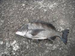 和歌山北港魚つり公園、46cmの良型チヌあ…