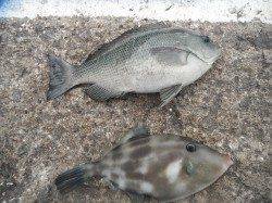 4日：北港魚つり公園　釣果情報