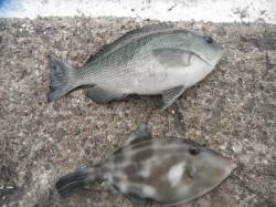 4日：北港魚つり公園　釣果情報