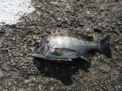 6日：和歌山北港魚つり公園はチヌの釣果あり