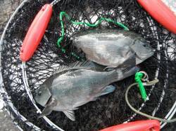 和歌山北港魚つり公園、カゴ釣りでグレの釣果…