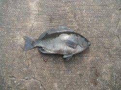 和歌山北港魚つり公園、26cmのグレの釣果