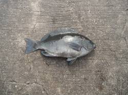 和歌山北港魚つり公園、26cmのグレの釣果…