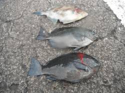 北港釣り公園　グレ＆ウマヅラの釣果