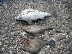 和歌山北港魚つり公園、今日は良型のウマズラにチヌも釣れています