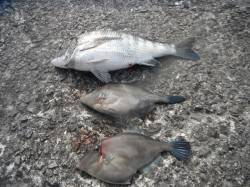 和歌山北港魚つり公園、今日は良型のウマズラ…