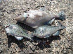 和歌山北港魚つり公園、今日は良型のウマズラにチヌも釣れています