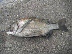 和歌山北港魚つり公園、良型のチヌです♪