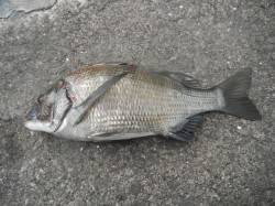 和歌山北港魚つり公園、良型のチヌです♪