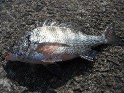 北港釣り公園　チヌ35cmの釣果