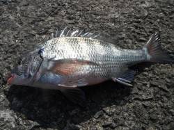 北港釣り公園　チヌ35cmの釣果