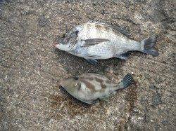 和歌山北港魚つり公園でチヌ・ウマヅラ