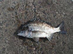 和歌山北港魚つり公園でチヌ・ウマヅラ