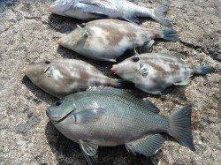 和歌山北港魚つり公園、ウマズラ・チヌ・グレと釣れました♪