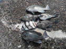 和歌山北港魚つり公園、良型のグレやサンバソウなどの釣果