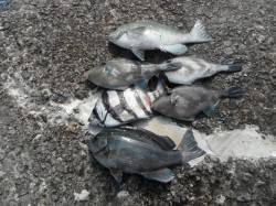 和歌山北港魚つり公園、良型のグレやサンバソ…