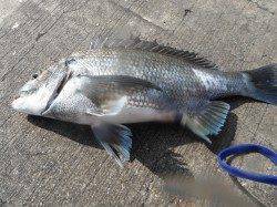 北港魚つり公園でチヌ44cm！