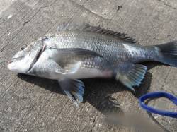 北港魚つり公園でチヌ44cm！