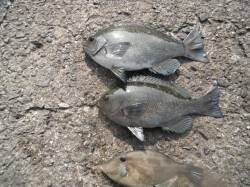 北港魚つり公園のカゴ釣りでグレとウマヅラ