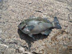 天秤かご釣りでグレ in 和歌山北港魚つり公園