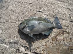 天秤かご釣りでグレ in 和歌山北港魚つり…