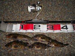 貝塚人工島へエビ撒き釣りに行ってきました