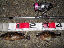 貝塚人工島のエビ撒き釣りでガシラ