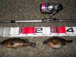 貝塚人工島のエビ撒き釣りでガシラ