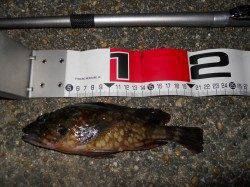 貝塚人工島のエビ撒き釣りでガシラ