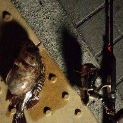 大阪南港でメバリング、アタリはガシラのみ