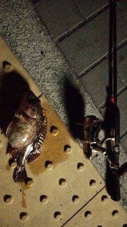 大阪南港でメバリング、アタリはガシラのみ