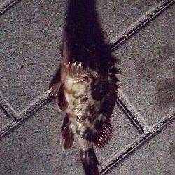 大阪南港でメバリング、アタリはガシラのみ