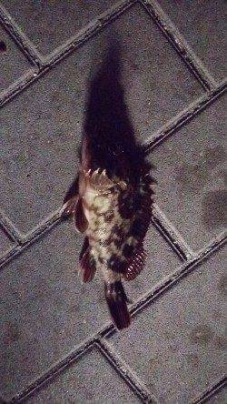 大阪南港でメバリング、アタリはガシラのみ