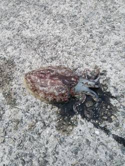 ４杯HIT・１バラし・3杯持ち帰り〜田ノ浦…