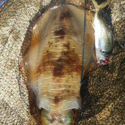 串本恐るべし! アジを泳がせてアオリ・マダコにでっかいヒラメ