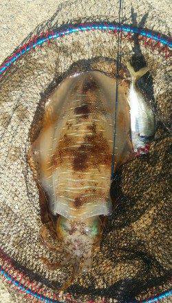 串本恐るべし! アジを泳がせてアオリ・マダコにでっかいヒラメ